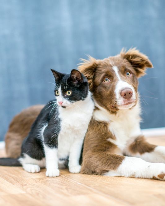🦴🐕 Benefits of Natural Treats vs. Processed Snacks: What’s Best for Your Pet?