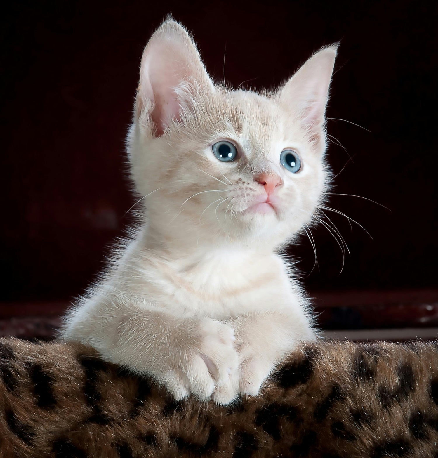 CATS